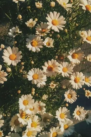 ปกนิยาย summer flowers