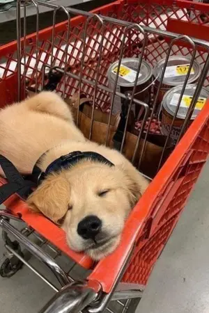 ปกนิยาย It's you,it's always you คลังแสงขอรับประกัน