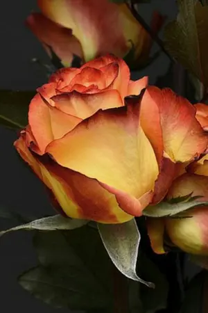 ปกนิยาย เเวมไพร์ที่รัก