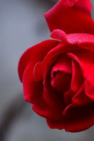 ปกนิยาย OS/SF GOT7 : เรื่องสั้น