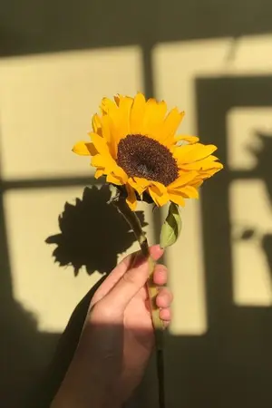 ปกนิยาย Sunflower and me (ชื่อชั่วคราว)