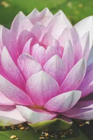 ปกนิยาย แค่นางร้าย