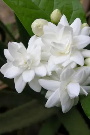 ปกนิยาย มัลลิกา [yaoi]