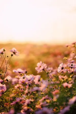 ปกนิยาย Different ดาวทั้งสี่