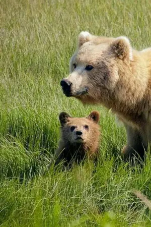 ปกนิยาย หมีน้อย(จบแล้ว)