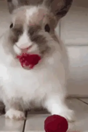 ปกนิยาย [Fic Marvel]T'challa| Little Rabbit