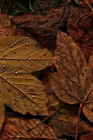 ปกนิยาย นางร้าย ผู้เข้มแข็ง