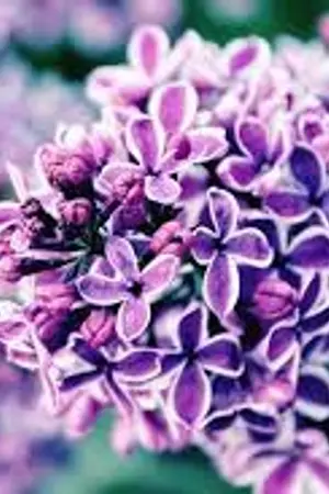 ปกนิยาย 💐Lilac_{Flower}💐 [YAOI/BL]