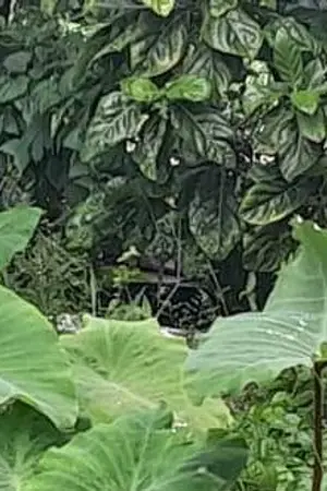 ปกนิยาย ข้ามเวลามารักกัน #YAOI