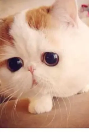 ปกนิยาย เจ้าเเมวอ้วนกับท่านจ้าวเเห่งความมืด และเรื่องราวของการพัฒนาอาณาจักรปีศาจที่เสื่อมโทรม