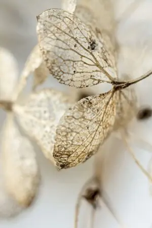 ปกนิยาย มาเฟียของเรียว