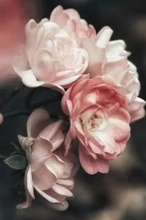 ปกนิยาย เชื่อไหมทายาท มาเฟียพวกนี้ลูกผมเอง