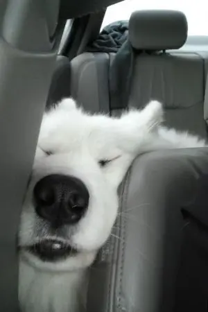 ปกนิยาย ชอบแอบ #แอบชอบ