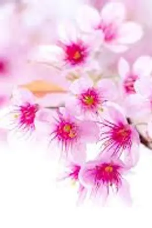 ปกนิยาย รักใสๆ วัยรีเทิร์น