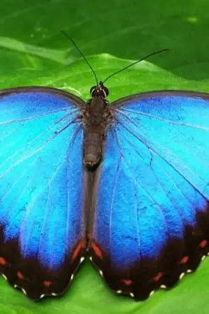 ปกนิยาย Cinderella'Thai Story By Dahlia.