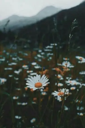 ปกนิยาย เดซี่