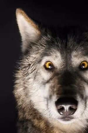 ปกนิยาย Fic Naruto หน่วย KNH