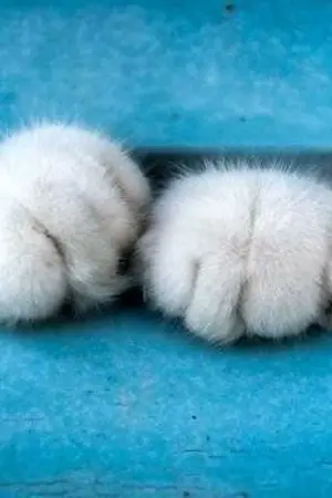 ปกนิยาย เ จ้ า ท า ส ข อ ง ผ ม | Y A O I