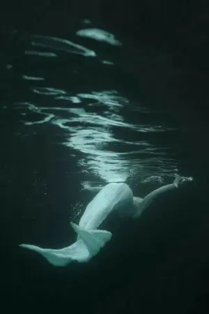 ปกนิยาย Beautiful of The Blue Sea || ป๋อจ้าน