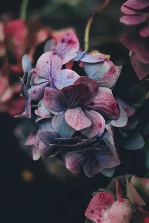 ปกนิยาย Never Ending | #panwink