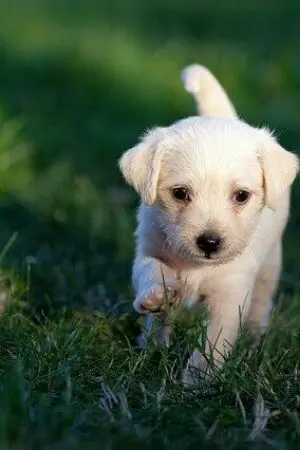 ปกนิยาย บุกล่าผ่าแตงโม