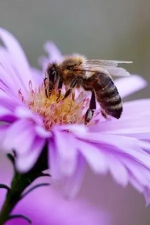 ปกนิยาย ร้ายแสนรัก