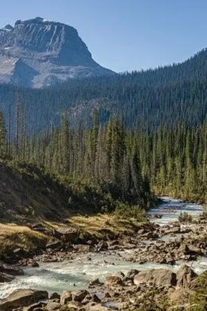 ปกนิยาย ชมพูกลางป่า