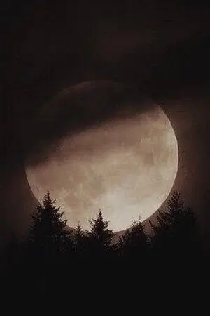 ปกนิยาย (os/sf) Nyctophile | #Jamren