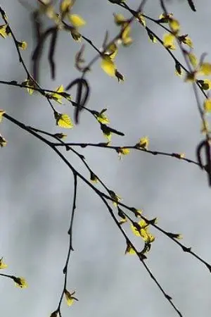 ปกนิยาย [Fic EnsembleStars!] LeoTsukasa : Into the Wonderland