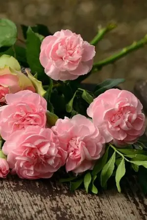 ปกนิยาย [Fic:identityv] smile-cry [Yuri x Yaoi] รอยยิ้มและน้ำตา