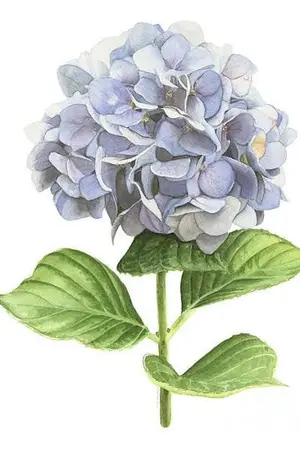 ปกนิยาย My hortensia ภาษารัก ภาษาใจ