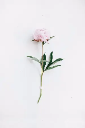 ปกนิยาย [os/sf] Playlist songs | stray kids #ฟิคสตคไทม์