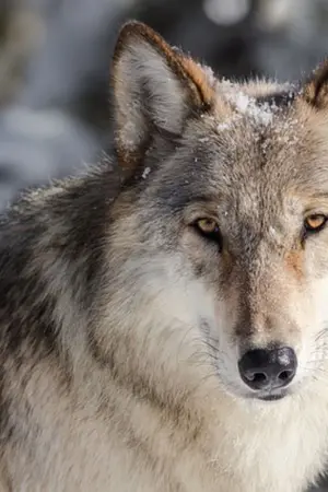 ปกนิยาย The War of Shadow