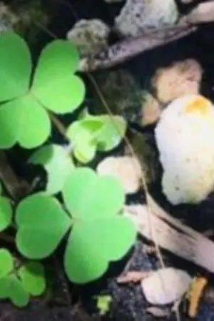 ปกนิยาย ∅IDentityV [All×Lucky]