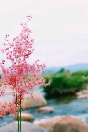 ปกนิยาย ส่งลูกสาวไปประกวดนางงาม