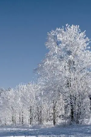 ปกนิยาย ฟ้าหม่นแสง