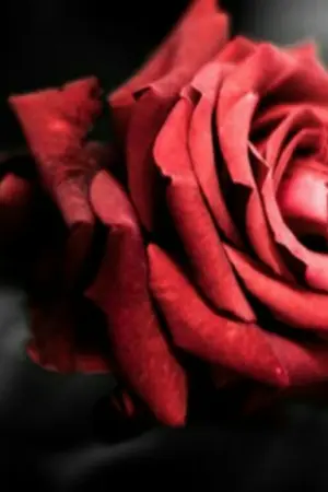 ปกนิยาย รักนะ รุ่นพี่