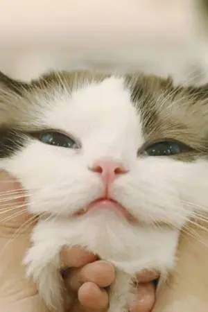 ปกนิยาย พี่คะ​ หนูชอบพี่