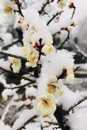 ปกนิยาย ยั่วเย้าคุณชายให้เผลอกาย