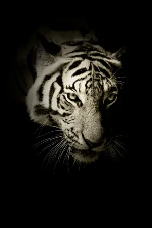 ปกนิยาย BTS l BEYOND THE SAMSARA #yoonmin