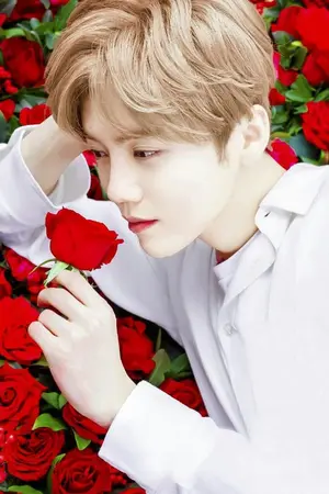 ปกนิยาย (ROSES)- hunhan