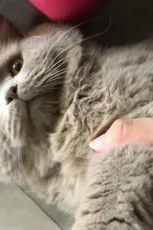 ปกนิยาย ปล่อยผมไปเถอะคับท่านเทพ