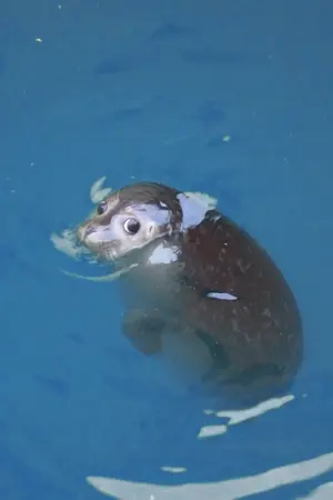 ปกนิยาย #เกิดเป็นสิงโตทะเล [จบ]