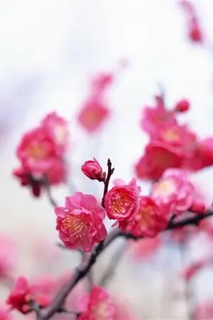 ปกนิยาย ไป๋เหมยฮวา ยอดวีรสตรีแห่งยุคจีนโบราณ