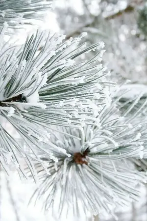 ปกนิยาย [ Fic Jujutsu Kaisen ] คำสาปมิตินิรันดร์