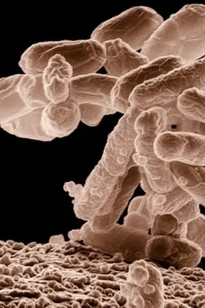 ปกนิยาย (จบแล้ว)ยิ่งกระจอกยิ่งโหดสินะงั้นฉันจะเกิดใหม่เป็นเชื้อไวรัสละกัน เอาหล่ะ ถึงเวลาครองโลกแล้ว!!!!!!!!!!!!!!!!!