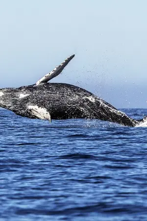 ปกนิยาย [mpreg] รักเรา LuJung ft. JaeDo Johnil