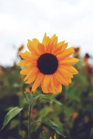 ปกนิยาย ·。✰ sunflower | sf / os #allsuho