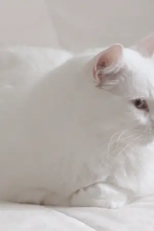 ปกนิยาย FIC DETECTIVE CONAN x OC เมื่อฉันระลึกชาติได้ว่าเป็นแมว! [จบแล้ว]