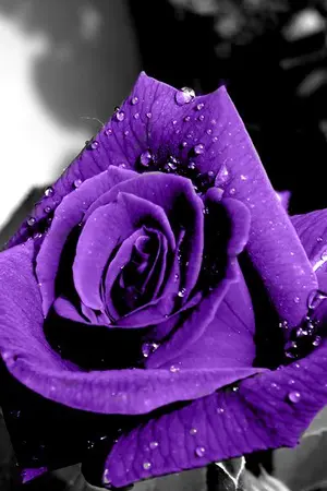 ปกนิยาย [ fic buddyfight ] จากเด็กหนุ่มผมสีม่วงผู้ที่มีความศรัทธาสู่การเป็นนักบุญแห่งเชื่อมั่นในโชคชะตา